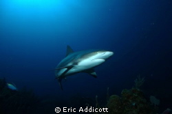 Caribbean Reef Shark in Honduras, Sony RX100.
 by Eric Addicott 